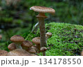 Tall honey fungus among emerald moss on forest stump after autumn rain 134178550