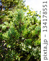 Close Up of Lush Green Pine Needles and Cones in Sunlit Forest 134178551