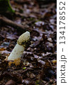 Close-Up of Phallus Impudicus Fungus Among Forest Floor Leaves 134178552