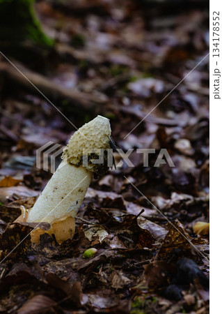 Close-Up of Phallus Impudicus Fungus Among Forest Floor Leaves 134178552
