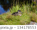 Serene Duck Resting Amidst Vibrant Green Grass Near Tranquil Pond 134178553