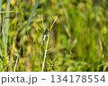 Dragonfly Perched on Slim Grass in Vibrant Summer Meadow 134178554