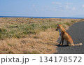 尻屋崎　きつね 134178572