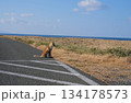 尻屋崎　きつね 134178573