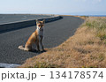 尻屋崎　きつね 134178574