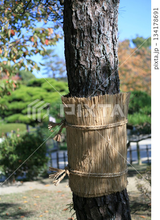 松のこも巻き 134178691