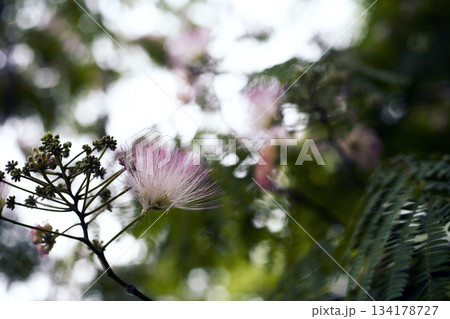 ネムの花と木洩れ日 134178727