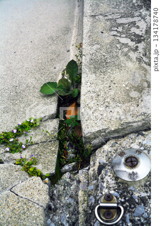 コンクリートの隙間の雑草と境界標 134178740