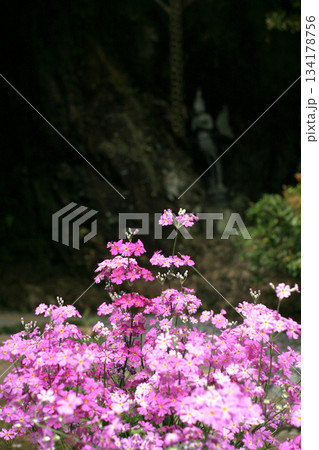 サクラソウと岩窟のガルーダ神 サクラソウと岩窟のガルーダ神 134178756