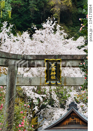 京都　大豊神社　 美しい桜（京都府京都市左京区） 134178864