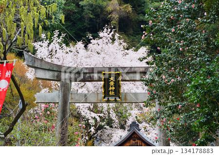 京都　大豊神社　 美しい桜と椿（京都府京都市左京区） 134178883