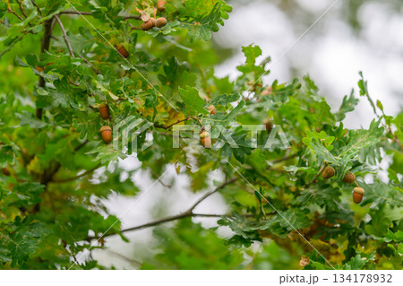 A majestic Lush Green Oak Tree adorned with Acorns, thriving in its Natural Habitat environment A majestic Lush Green Oak Tree adorned with Acorns, thriving in its Natural Habitat environment 134178932
