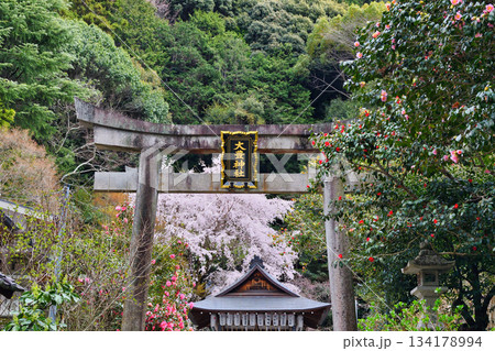 京都　大豊神社　 美しい桜と椿（京都府京都市左京区） 134178994