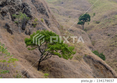 Green trees contrasting dry brown mountain hillside landscape. 134179037