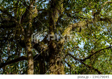 Mossy jungle tree trunk covered heavily by green epiphytes. 134179045