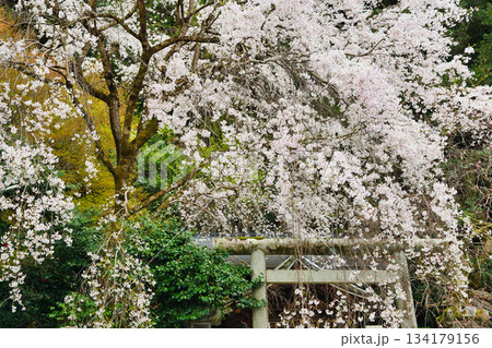 京都　大豊神社　 美しい桜（京都府京都市左京区） 134179156