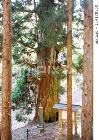 【大月市　安藤広重や葛飾北斎の名画にも残る　山梨県指定天然記念物「矢立の杉」】 134179550