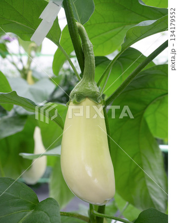白ナスのハウス栽培 134179552