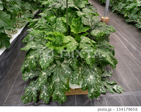 ビニールハウスでのズッキーニの栽培 134179658