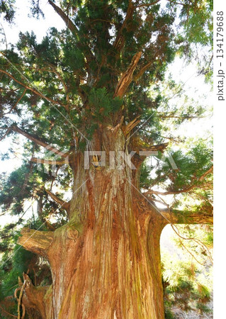 【大月市 安藤広重や葛飾北斎の名画にも残る 山梨県指定天然記念物「矢立の杉」】 【大月市 安藤広重や葛飾北斎の名画にも残る 山梨県指定天然記念物「矢立の杉」】 134179688