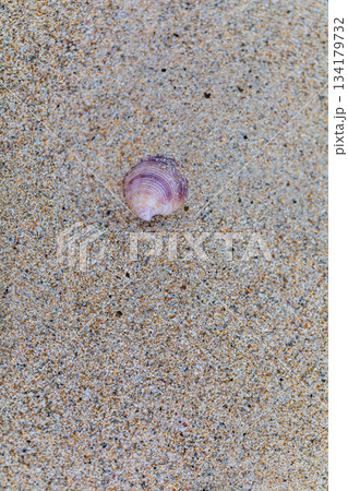 砂浜 ビーチ 貝殻 134179732
