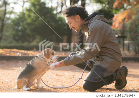 秋の公園で犬と散歩を楽しむ男性の笑顔とペットとの時間の全身　ビーグル犬とお手をする 134179947