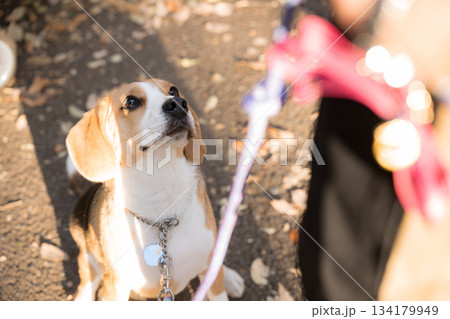 秋の落ち葉の中待てするビーグル犬のクローズアップ 134179949