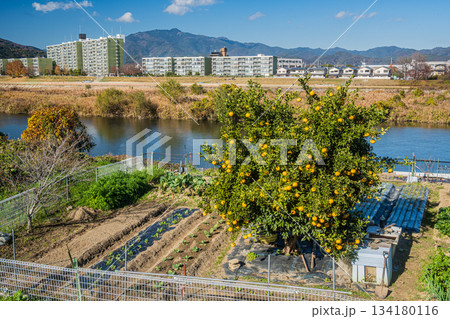 桂川右岸沿いの野菜畑と左岸の景観　京都市 134180116
