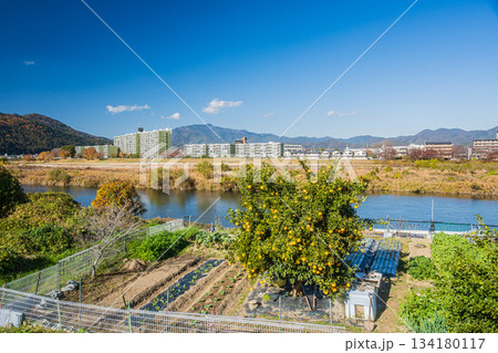桂川右岸沿いの野菜畑と左岸の景観景観　京都市 134180117