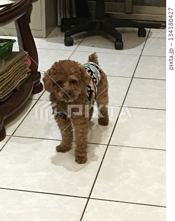 犬 狗 わんこ 134180427