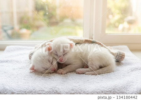 タオルで寝ている子猫 134180442