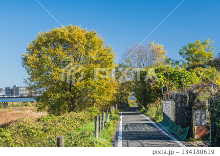 桂川沿いのサイクリングロード　京奈和自転車道　京都市 134180619