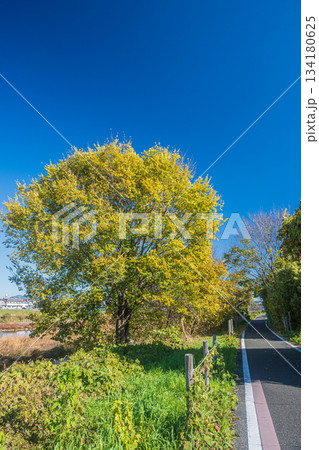 桂川沿いのサイクリングロード　京奈和自転車道　京都市 134180625