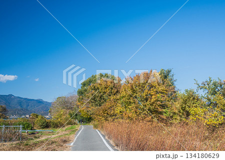 桂川沿いのサイクリングロード　京奈和自転車道　京都市 134180629