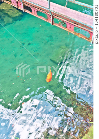 白龍湖 白龍湖 134180701