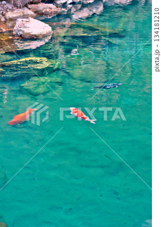 高知県の白龍湖 134181210