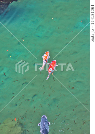 高知県の白龍湖 134181361