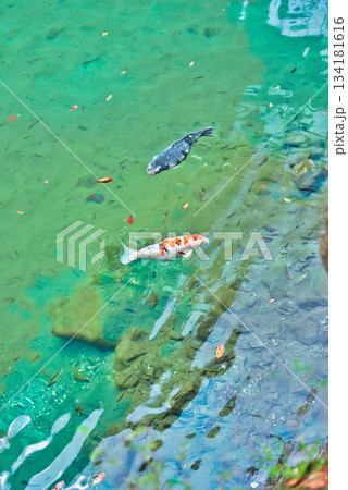 高知の白龍湖 134181616