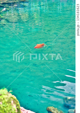 高知の白龍湖 高知の白龍湖 134181623