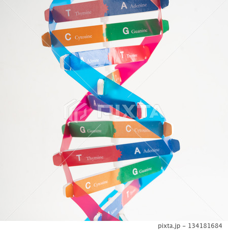 DNA or Deoxyribonucleic acid is a double helix chains structure formed by base pairs attached to a sugar phosphate backbone. 134181684