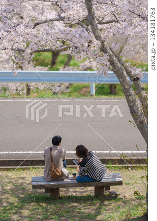 Matsushima Bay and Sakura cherry blossoms in Spring from observation point of Saigyo modoshi no matsu park near Sendai city. Miyagi Prefecture, Tohoku, Japan, 19 April 2025 Matsushima Bay and Sakura cherry blossoms in Spring from observation point of Saigyo modoshi no matsu park near Sendai city. Miyagi Prefecture, Tohoku, Japan, 19 April 2025 134181763