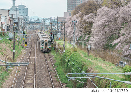 Railway train station and Kajo Park Yamagata Castle Ruins with Sakura Cherry Blossom in Spring season. Yamagata prefecture, Tohoku, Japan, 20 April 2025 134181770