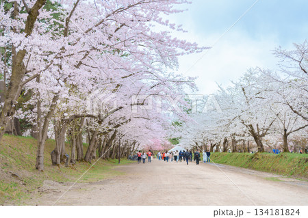 Tourists sightseeing Hirosaki Castle park with Sakura Cherry Blossom in Spring season. Hirosaki city, Aomori prefecture, Tohoku, Japan, 25 April 2025 134181824