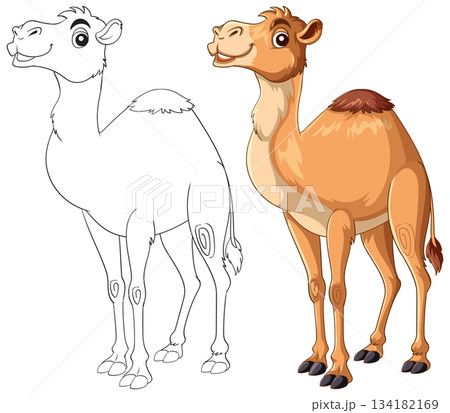 Cartoon Camel Illustration with Outline and Colored Version 134182169
