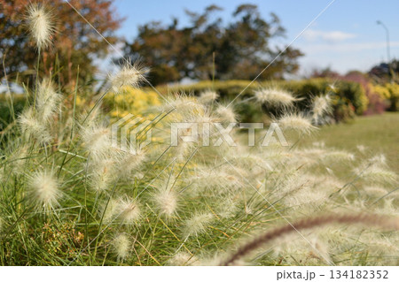 枯れた雑草 134182352