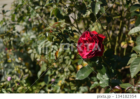 冬の薔薇 冬の薔薇 134182354