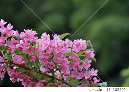 タニウツギのピンク色の花 134182403