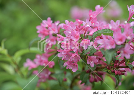 タニウツギのピンク色の花 134182404