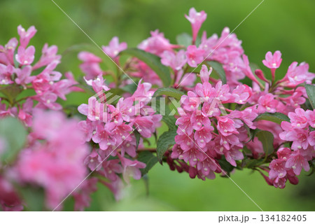タニウツギのピンク色の花 134182405