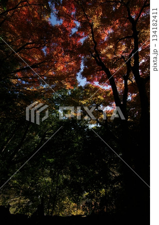 鳥取　四季の散歩　秋　智頭　諏訪神社 134182411